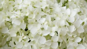 White Hydrangeas Plant by Carrington Lawn & Landscape in Middleton, WI