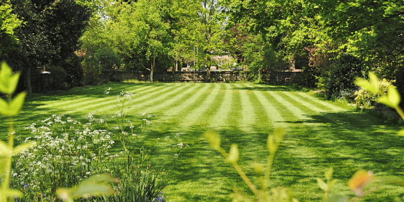 A well-maintained lawn with a striped pattern, surrounded by trees and a house in Middleton, WI