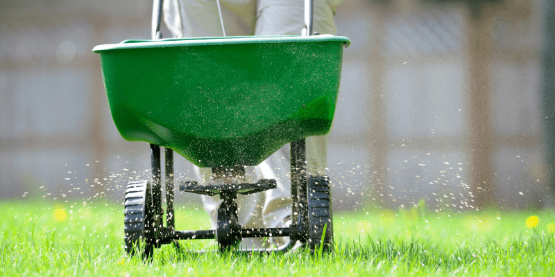 A person in the process of seasonal yard clean up pushing a green fertilizer spreader across a lawn in Middleton, WI