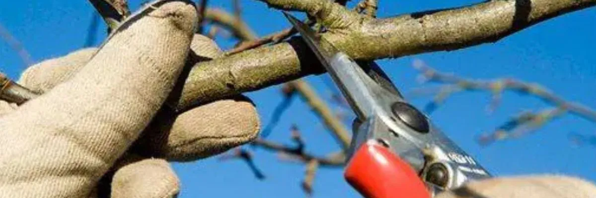 Gardener trimming a tree branch with pruning shears for softscape landscaping in Middleton, WI